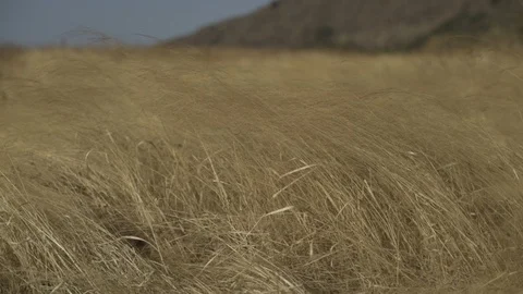 Wheat blowing in the wind in India. Stock Footage