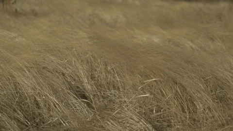 Wheat blowing in the wind in India. Stock Footage 111857903