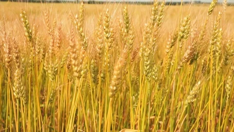Wheat blowing in the wind in slow motion Stockbeeldmateriaal 93589964