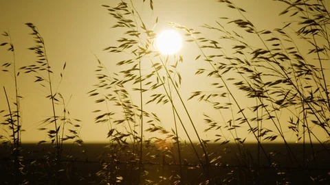 Wheat blowing in the wind at sunrise on an Australian farm. Stock Footage 86899625