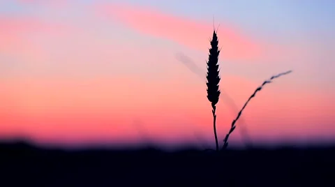 Wheat blowing in the wind at sunset. 1920 x 1080p HD Stock Footage 42802553