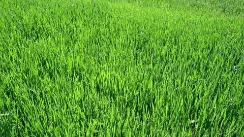 Wheat blowing in the wind. Young green wheat crops growing on field Stock Footage 155770051