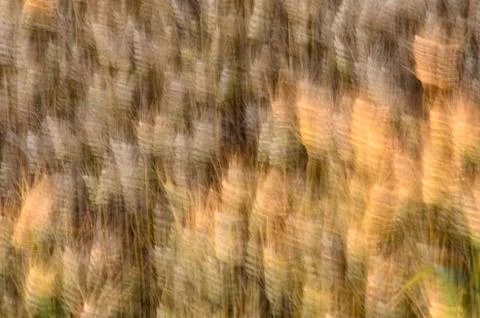 Wheat blown from the wind Stock Photos