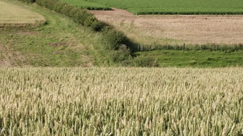 Wheat blows in the wind in slow motion on a sunny afternoon in England Stock-Footage 135610442