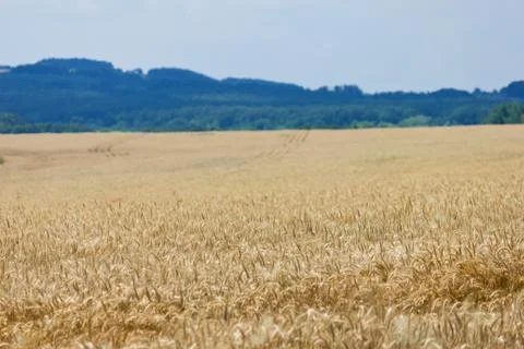 Wheat with blue cloudy sky Stock Photos