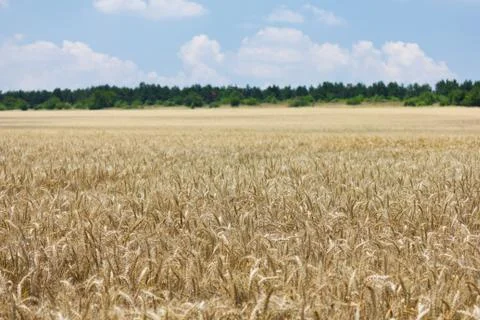 Wheat with blue cloudy sky Stock Photos