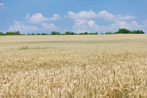 Wheat with blue cloudy sky Foto stock