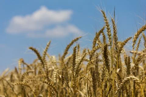Wheat with blue cloudy sky Stock Photos