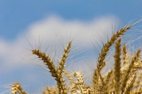 Wheat with blue cloudy sky Foto stock