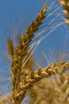 Wheat with blue cloudy sky Stock Photos