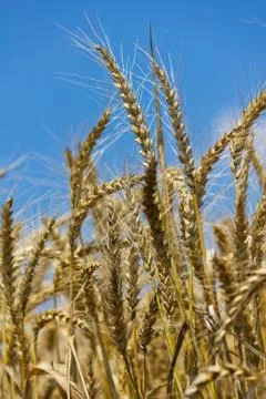 Wheat with blue cloudy sky Stock Photos