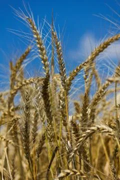 Wheat with blue cloudy sky Foto stock