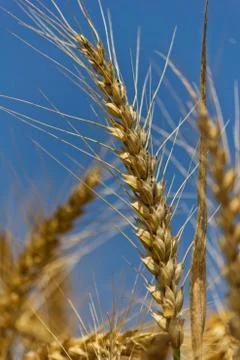 Wheat with blue cloudy sky Stock Photos