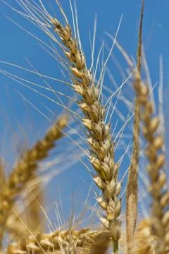 Wheat with blue cloudy sky Stock Photos