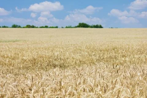 Wheat with blue cloudy sky Stock Photos