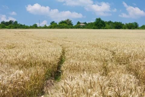 Wheat with blue cloudy sky Stock Photos