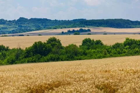 Wheat with blue cloudy sky Stock Photos