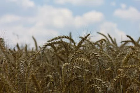 Wheat with blue cloudy sky Stock Photos