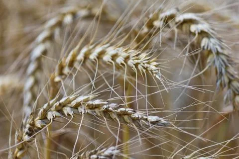 Wheat with blue cloudy sky Stock Photos