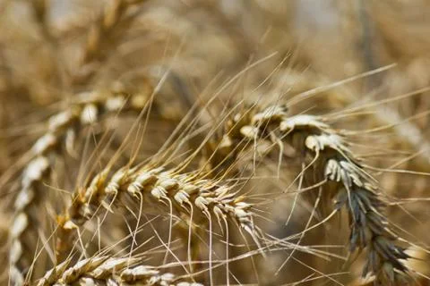 Wheat with blue cloudy sky Stock Photos