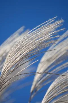 Wheat On Blue Stock Photos