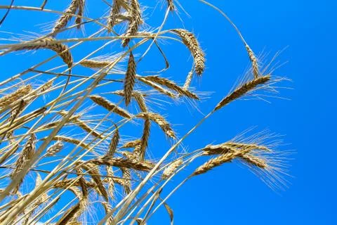 Wheat on blue sky background Stock Photos
