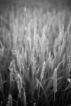 Wheat on the blue sky background. wheat field. sunny day. black and white Foto stock