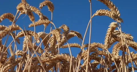 Wheat in the blue sky Video stock 205276604