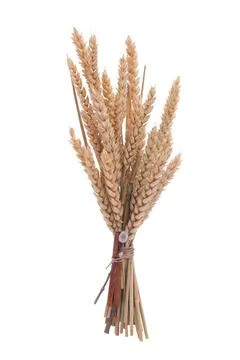 Wheat branch Wheat branch isolated on white background. Copyright: xZoonar... Stock Photos