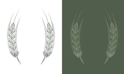 Wheat bread ears cereal crop sketch line art style. Vector illustration. Stock Illustration