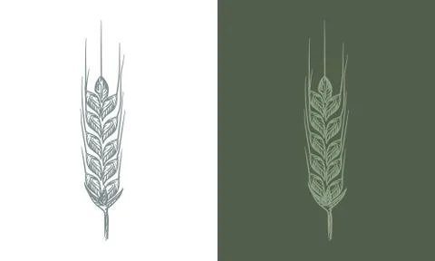 Wheat bread ears cereal crop sketch line art style. Vector illustration. Stock Illustration