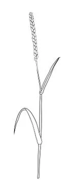 Wheat bread ears cereal crop sketch Stock Illustration