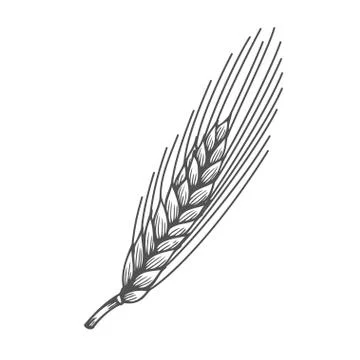 Wheat bread ears cereal Stock Illustration