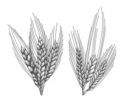 Wheat bread ears sketch Illustrazione stock