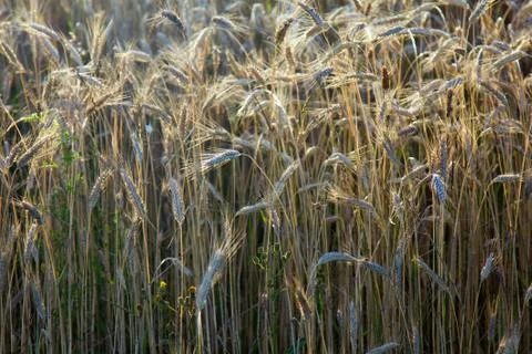 Wheat Bread.Wheat field bright summer agricultural positive Stock-Fotos