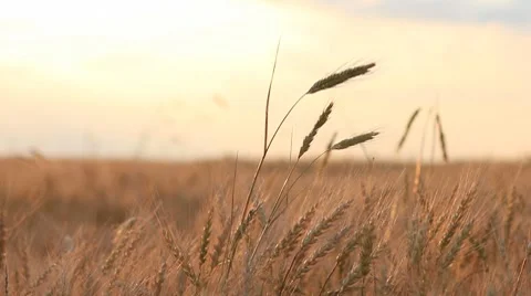 Wheat on breeze panning - field of wheat landscape Stock Footage 7905444