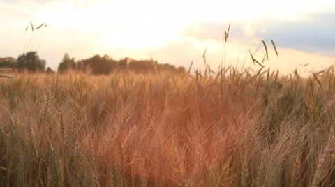 Wheat on breeze, sunset sky - countryside landscape background Stock Footage 7902006