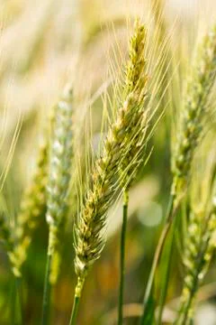 Wheat Bud Stock Photos