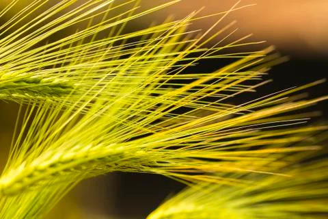 Wheat buds close up 스톡 사진