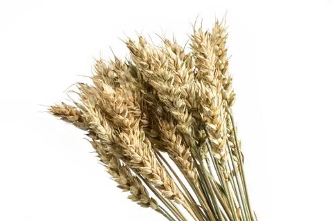 Wheat bunch isolated on white background. Grain bouquet. Golden spikelets. Stock-Fotos