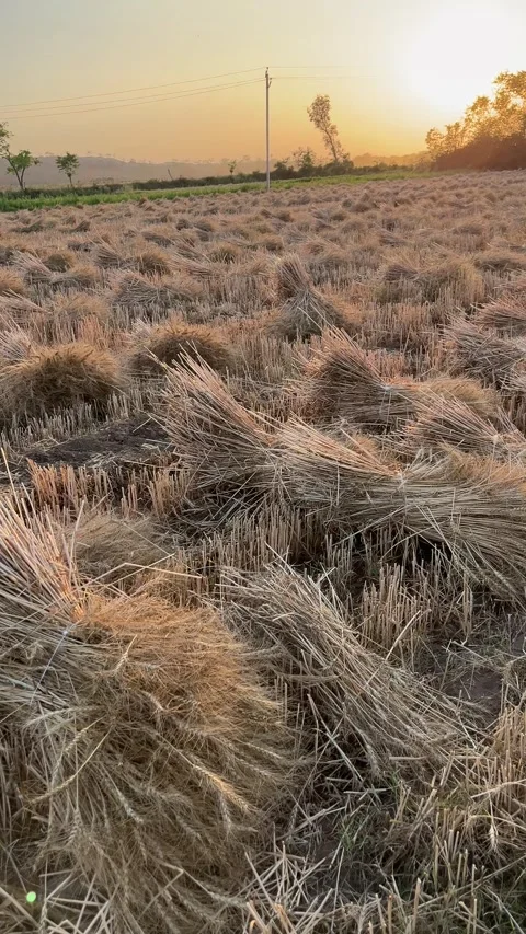 Wheat bundles in a field at sunset during harvest season Stock-Footage 331449693