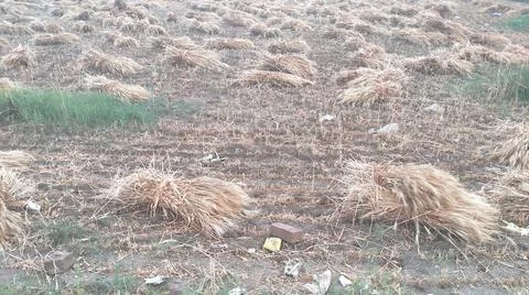 Wheat Bundles Stock Photos