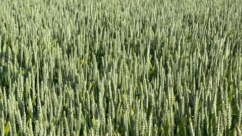 Wheat cereal close up wind movement Stock Footage 244720033