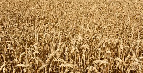 Wheat cereal grain Foto stock