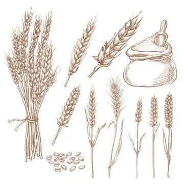 Wheat cereal spikelets, grain and flour bag vector sketch illustration. Hand Stock Illustration