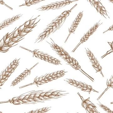 Wheat cereal spikelets, vector seamless pattern. Sketch hand drawn illustrati イラスト素材