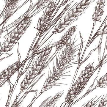 Wheat cereal spikelets, vector seamless pattern. Sketch hand drawn illustrati イラスト素材