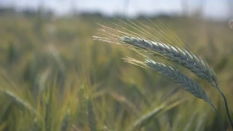 Wheat cereals close up Stock Footage 156632722