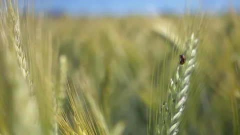 Wheat cereals pests close up Stock Footage 156632934