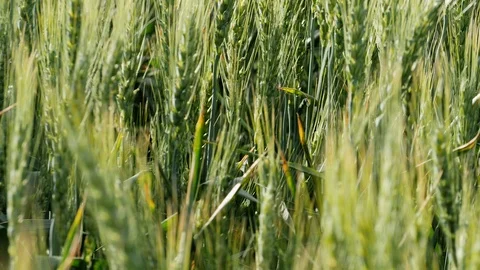 Wheat chain that moves in the wind Video stock 126913696